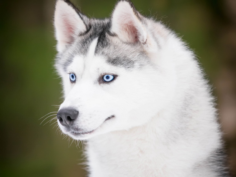 Фото из свободного доступа сети Интернет