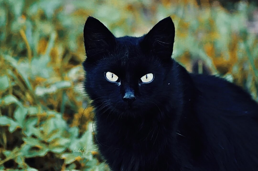 Источник Яндекс Картинки