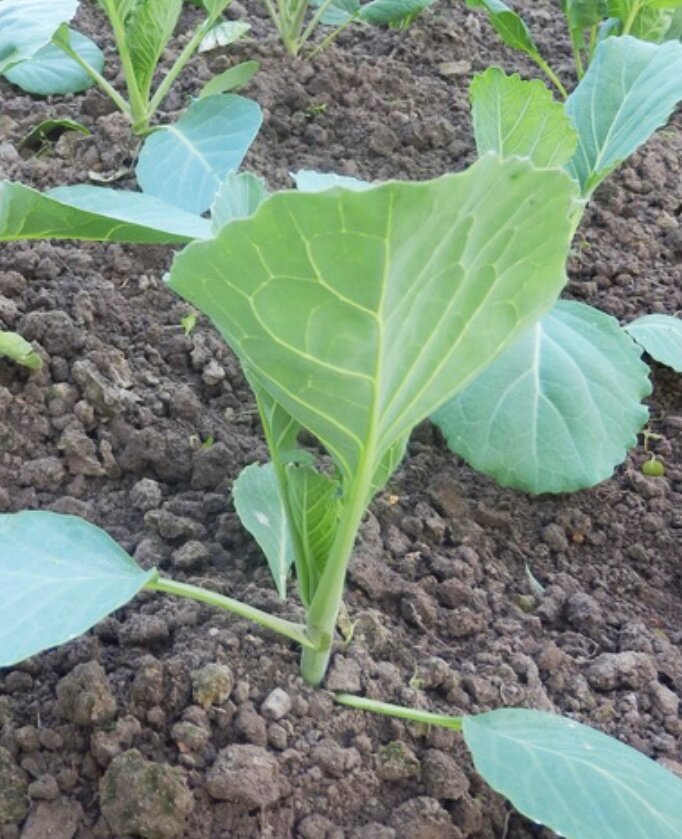 Сажать лучше в пасмурную погоду. В каждую лунку я добавляю: перемолотую яичную скорлупу; древесную золу; суперфосфат.