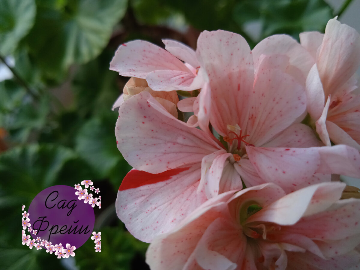 Крапчатая пеларгония, которую мне прислали в подарок к заказу, оказалась настоящей изюминкой