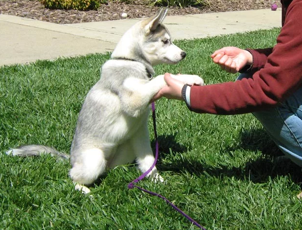 Фотография взята из источника dogvdome.ru