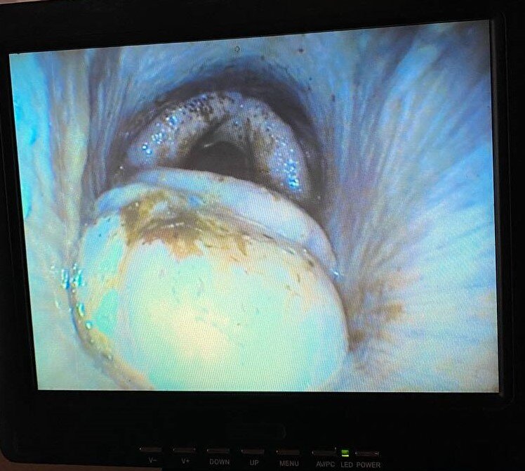 Из практики Мобильного конного госпиталя MAXIMA VET