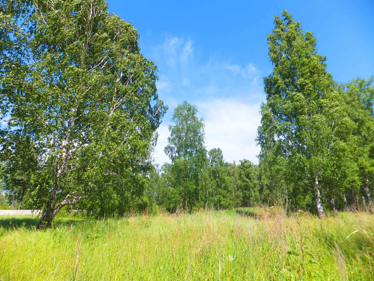 Пока люди оправятся от шока, все зарастет травой. Фото: Юрий Григорьев