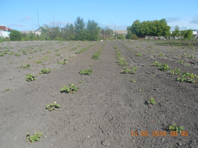 Грядки с клубникой