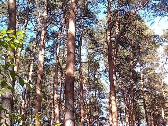     Фото Кирилла Янчицкого / "МК в Омске"