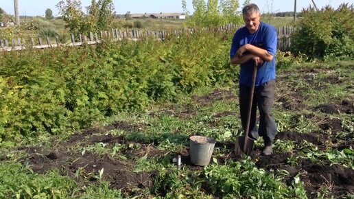 За день петя выкопал 12 ведер картофеля вместо намеченных 16 сколько процентов плана осталось