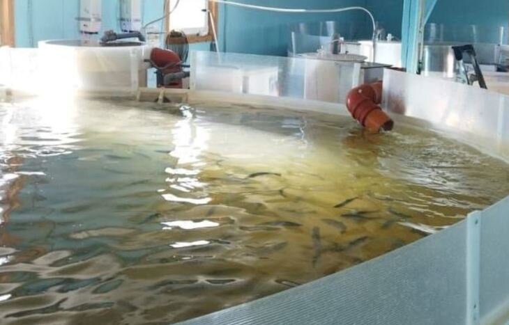    Разведению форели в Республике Коми помогают агростартапы