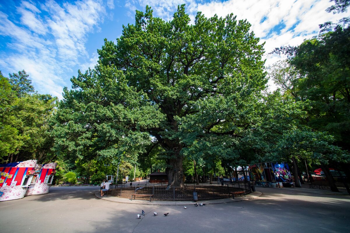 Дуб-великан в Детском парке Симферополя. 