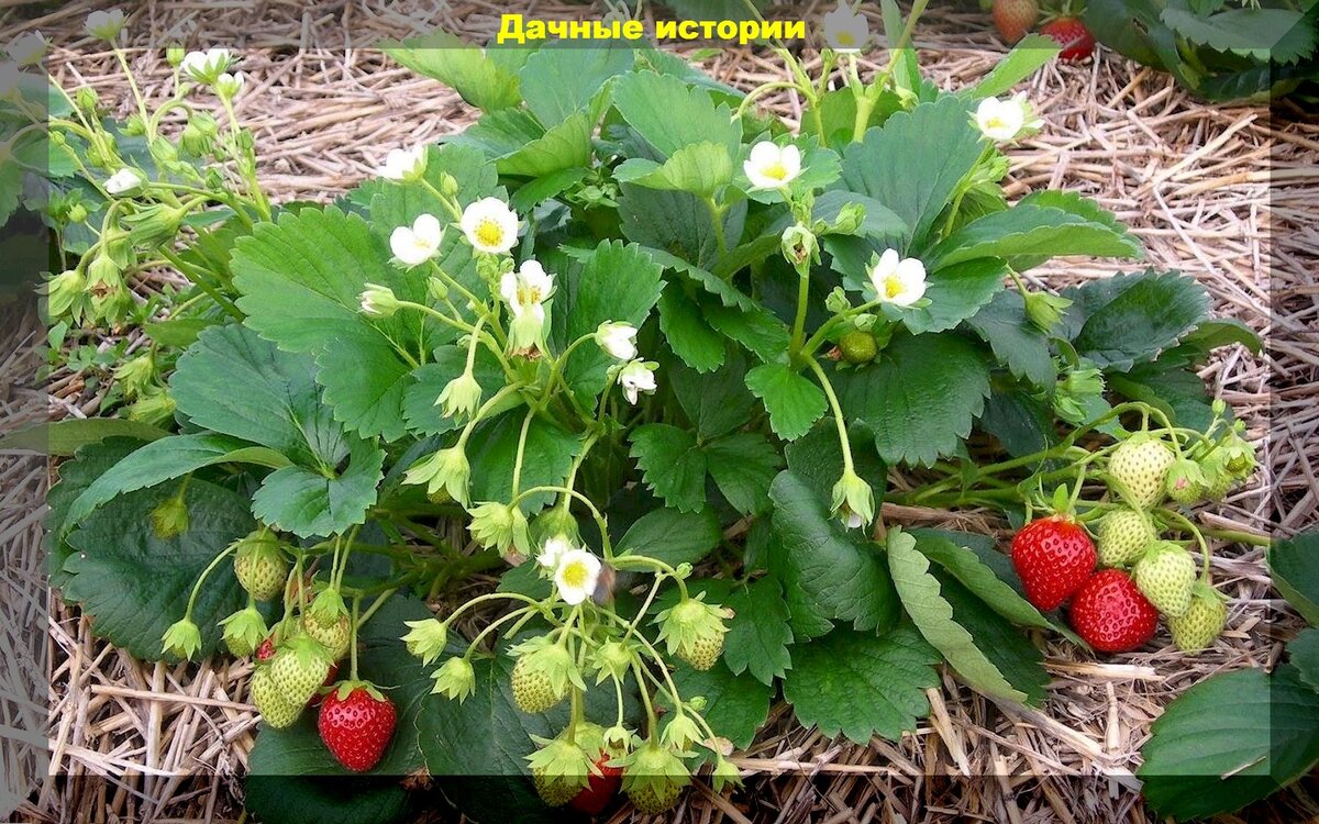 Важные тонкости выращивания клубники: уход, подкормка зашита, истинныепричины вырождения сортов клубники