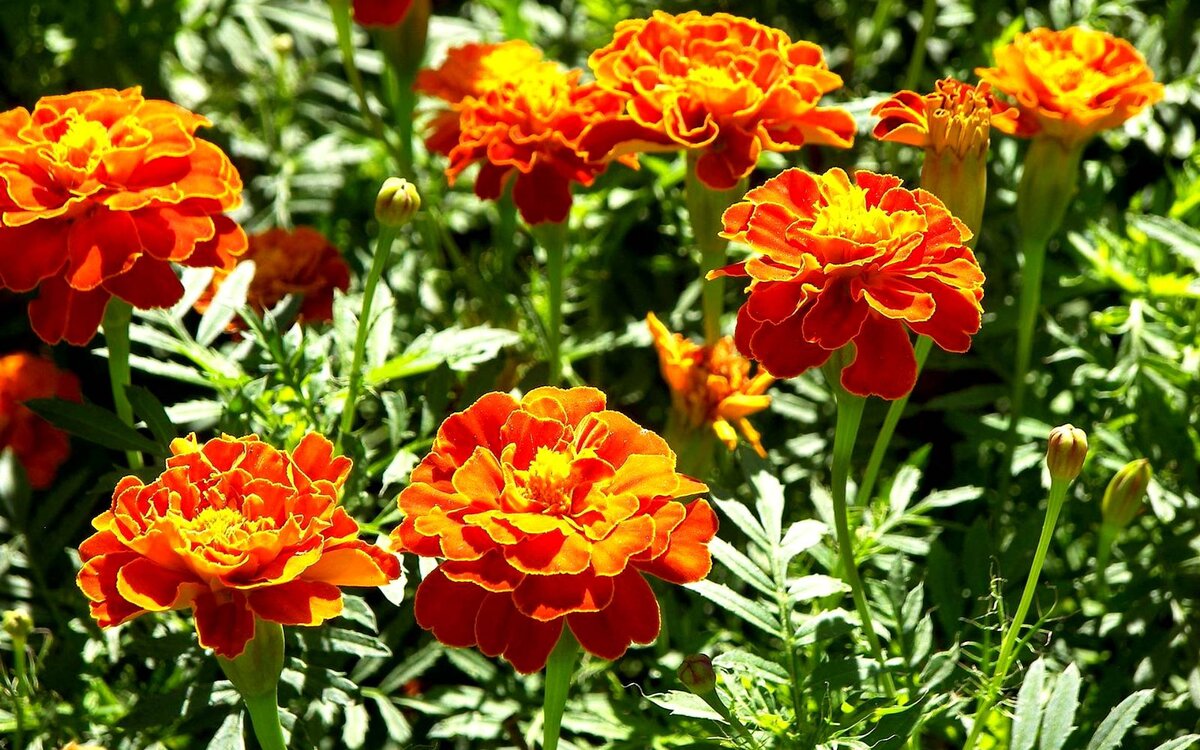 Не люблю бархатцы, но только они выдерживают любые капризы погоды...