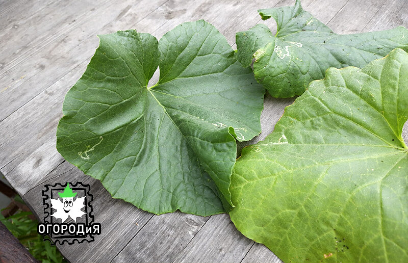 Дынные листья насекомое-минер тоже оценило