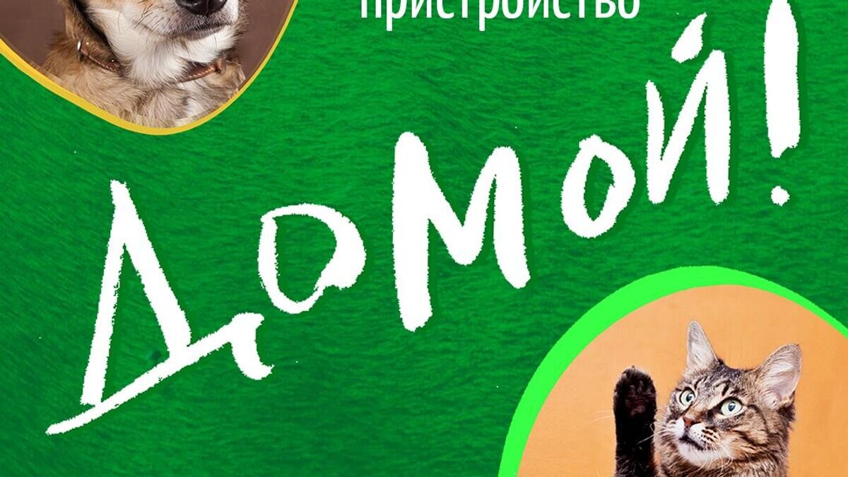    Анонс выставки приютских животных ДОМОЙ! © Предоставлено фондом "Дарящие надежду"