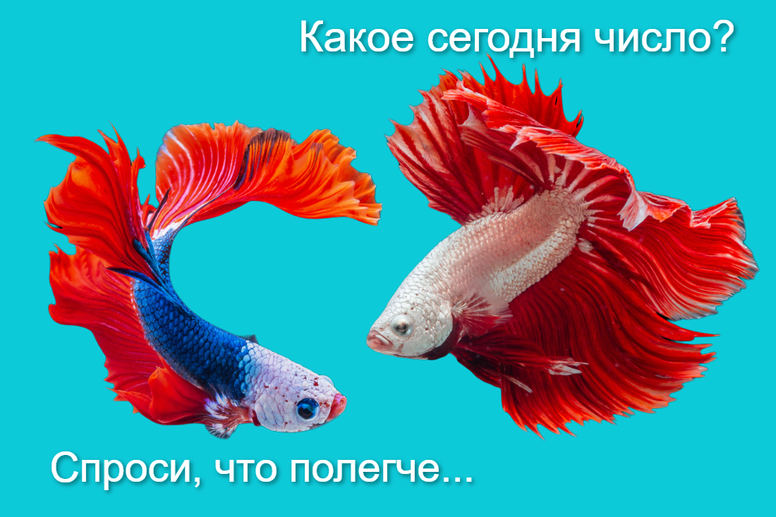 Смешные рыбы. Память как у рыбки что значит. Память как у рыбки мем. Память как у рыбки что значит. Память как у рыбки что значит.