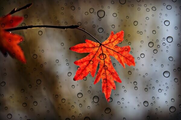    Фото: pixabay.com
