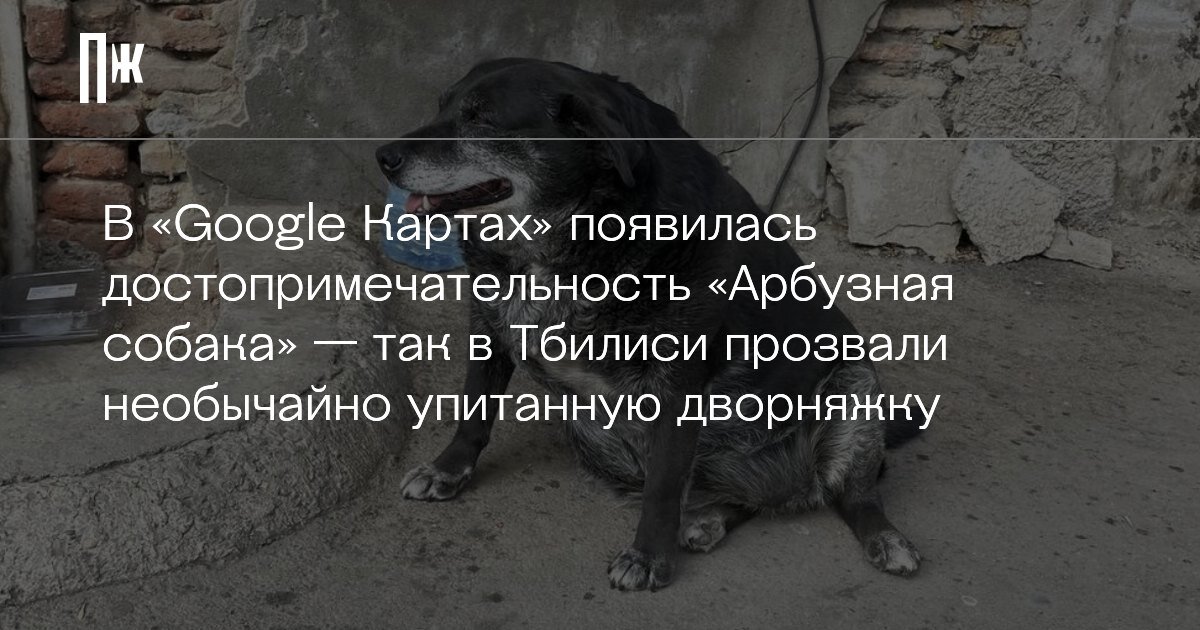     В «Google Картах» появилась достопримечательность «Арбузная собака» — так в Тбилиси прозвали необычайно упитанную дворняжку