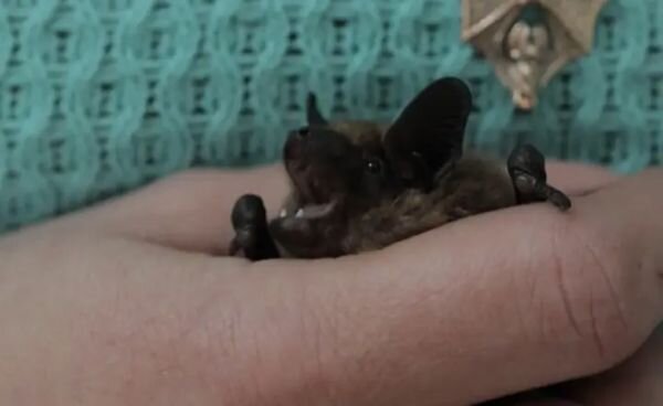 Источник фото: Летучая мышь в руке у хозяйки. Скрин с видео программы "За гранью", donnews.ru