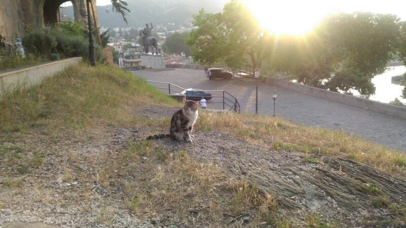Котик