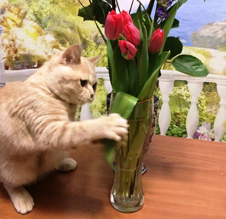 Цветы должны расти из земли, а не из стекла! Кто, как не котик, восстановит естественный порядок вещей? Фото arletta-british.ru
