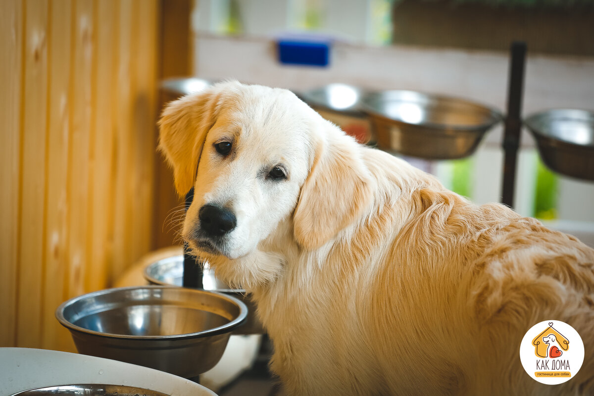 Почему собака не ест корм? Причины и что делать