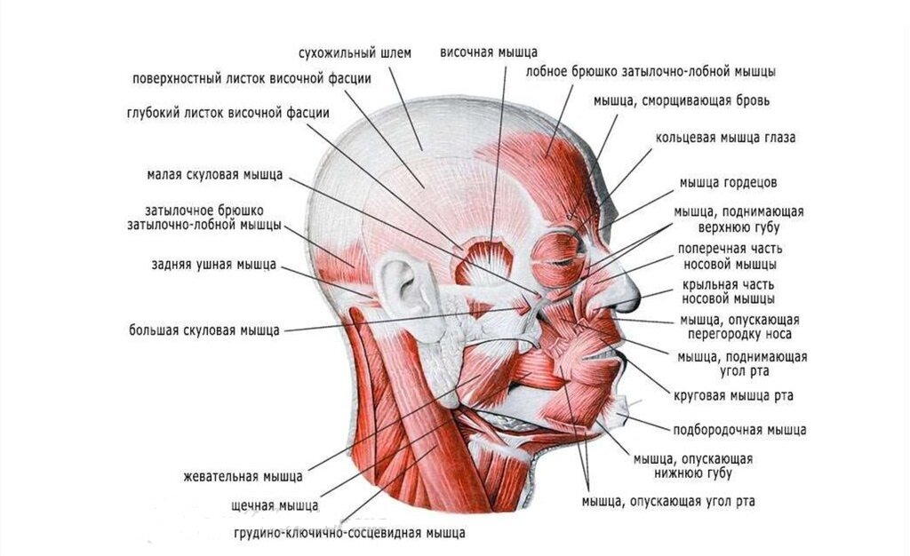 Жевательные мышцы лица анатомия в картинках