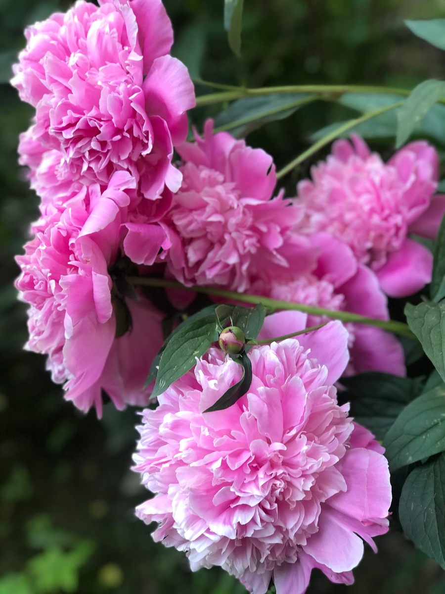 Пионы у дома