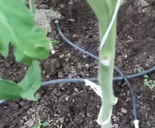 ПРАВИЛЬНЫЙ ПОЛИВ ТОМАТОВ ФОТО  1