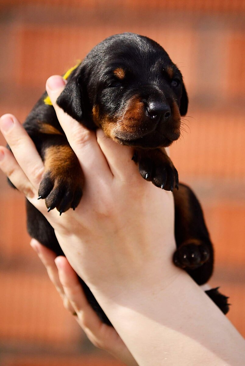 Может ли этот кроха хоть кого-то оставить равнодушным?