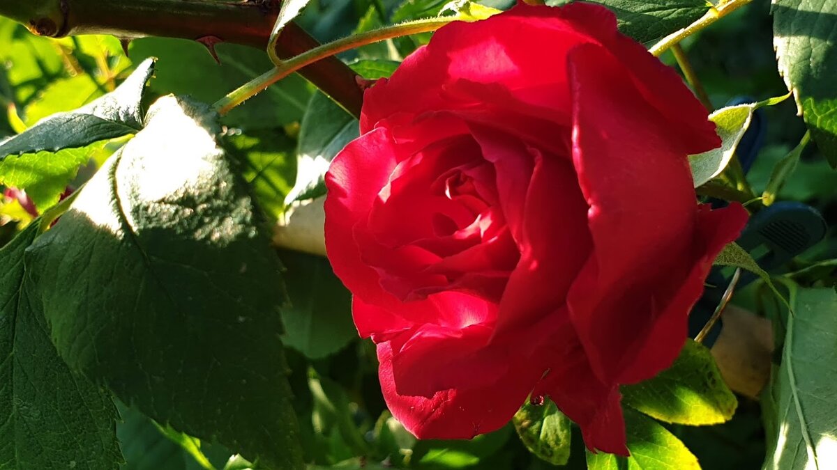 Плетистая роза фото автора Алесад. Цветет только на побегах прошлого года.