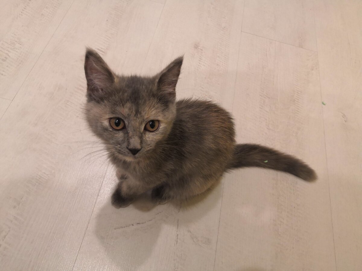 Кот и соль. Коты едят соль. Кошка на солях. Что нельзя кошкам. Европейская гурман кот.