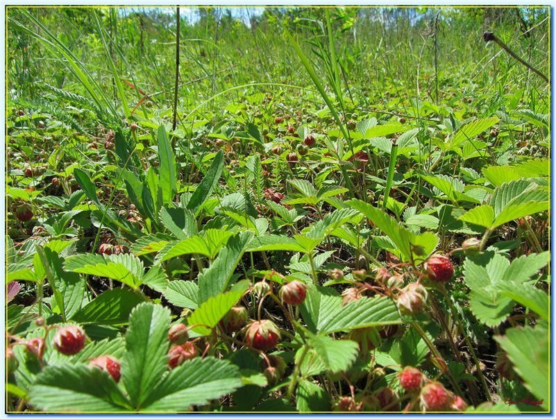 И поляны здесь клубничные