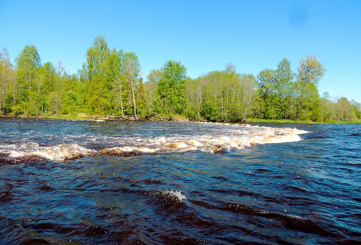 Река мста новгородская область