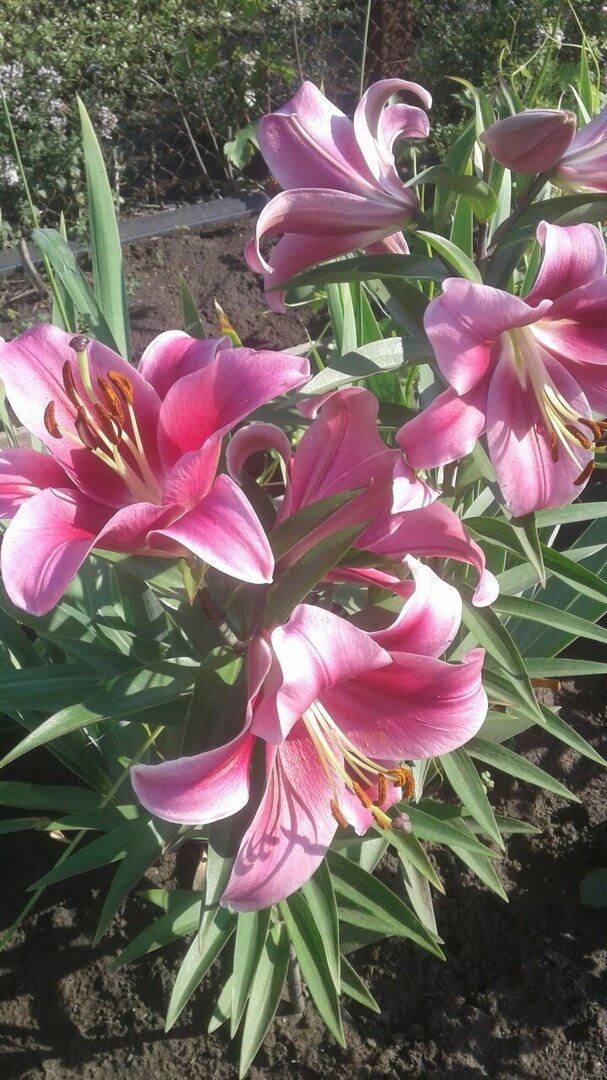 Лето-2019, лилия ОТ-гибрид, сорт Donacion