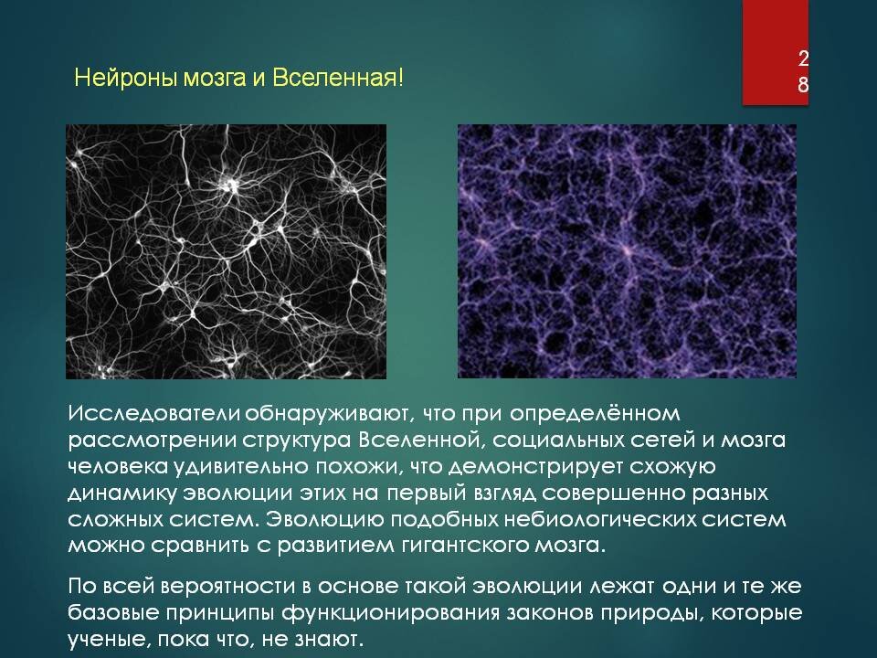 Клетки мозга человека состоят из. Зеркальные Нейроны в головном мозге человека выполняют функцию. Нейроны мозга и Вселенная. Структура мозга и структура Вселенной. Структура Вселенной и головного мозга.