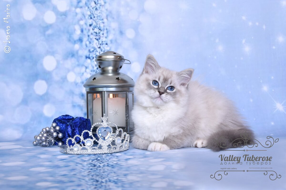 Корона на голове- это хорошо. Если она заслуженная. Но некоторым она жмет и хочется ее поправить лопатой...