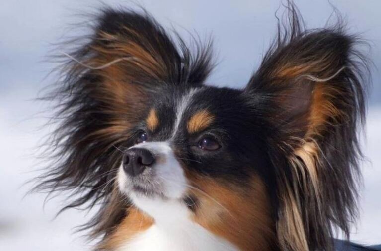 Взято из открытых источников