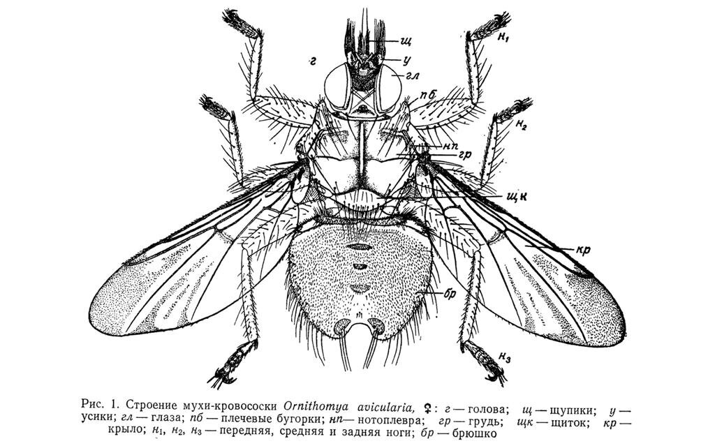 Строение мухи-кровососки Ornithomya avicularia. Из книги Т. С. Досжанова "Мухи-кровососки Казахстана"