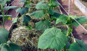 У огурцов корневая система развита слабо. Из-за этого питание надземных органов растения происходит плохо, что зачастую сказывается на показателях урожайности. Улучшить показатели можно, если вовремя заняться укреплением подземных органов растений. Итак, для формирования дополнительных придаточных корней необходимо прижать стебель куста к земле и присыпать его увлажненной землей.