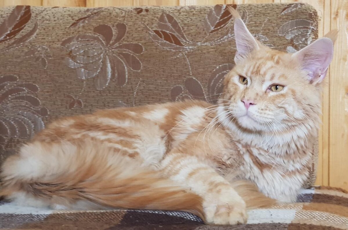 Кот мейн-кун Гулливер в питомнике "Белый лекарь". https://vk.com/beliy.lekar