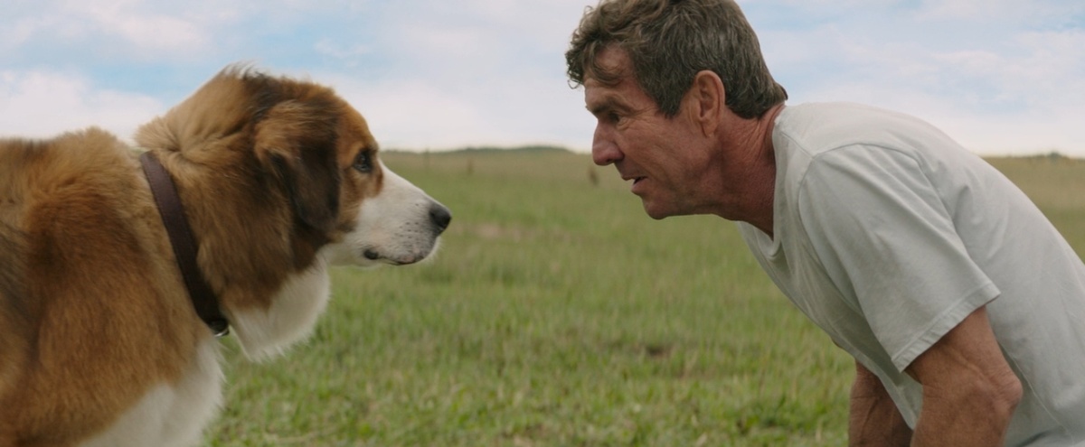 Кадр из фильма "Собачья жизнь"