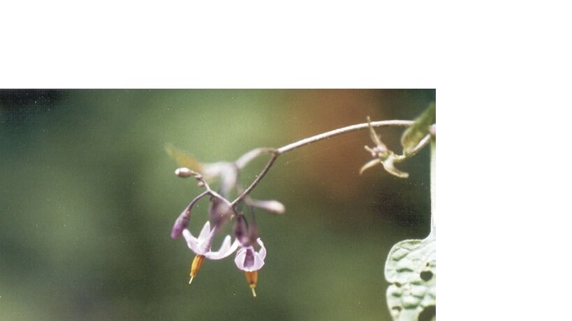 Цветок Solanum dulcamara