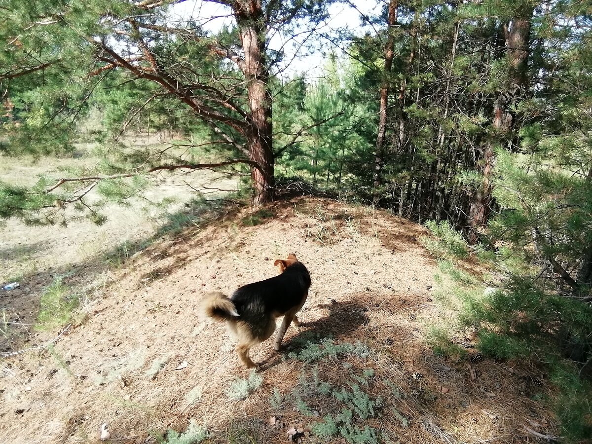 Отправляемся в лес.