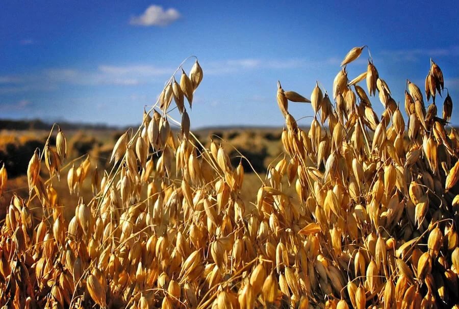отвар овса помогает избавиться от вредных привычек.