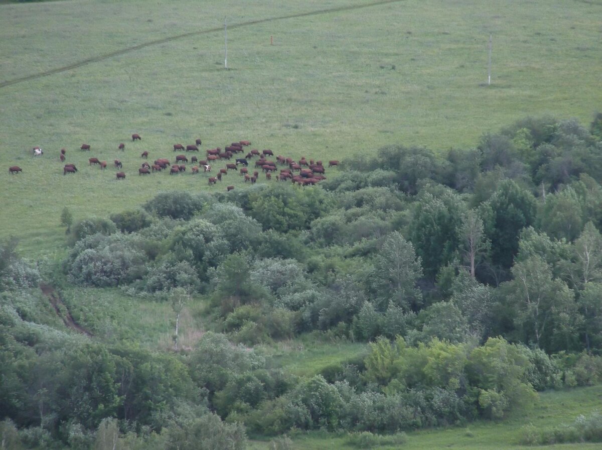 Башкирия. Белебеевский район. Фото из архива автора