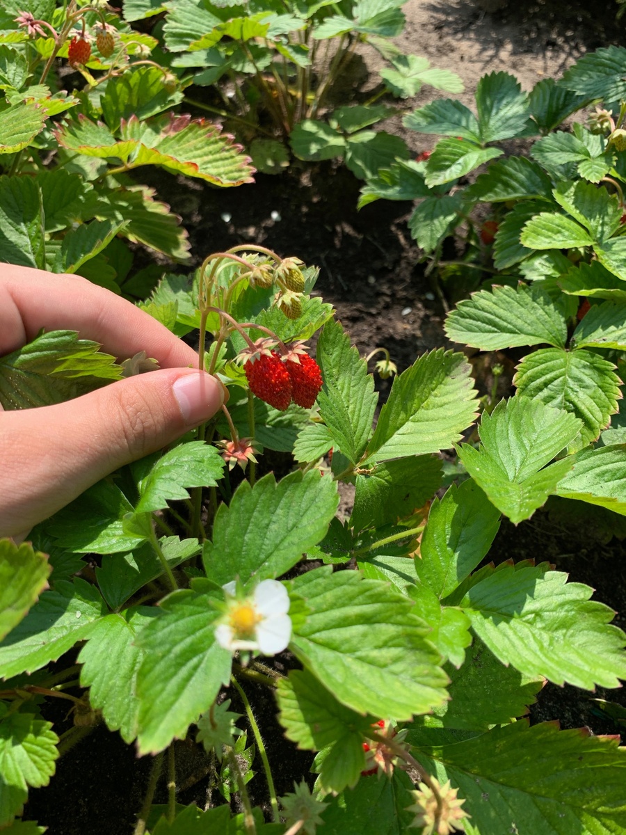 Ягоды и кустик земляники