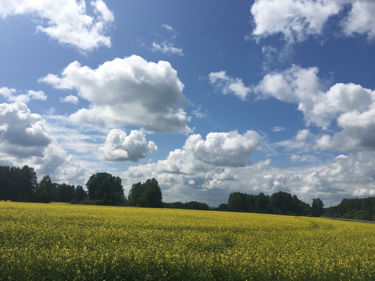 Где-то в поле по дороге домой