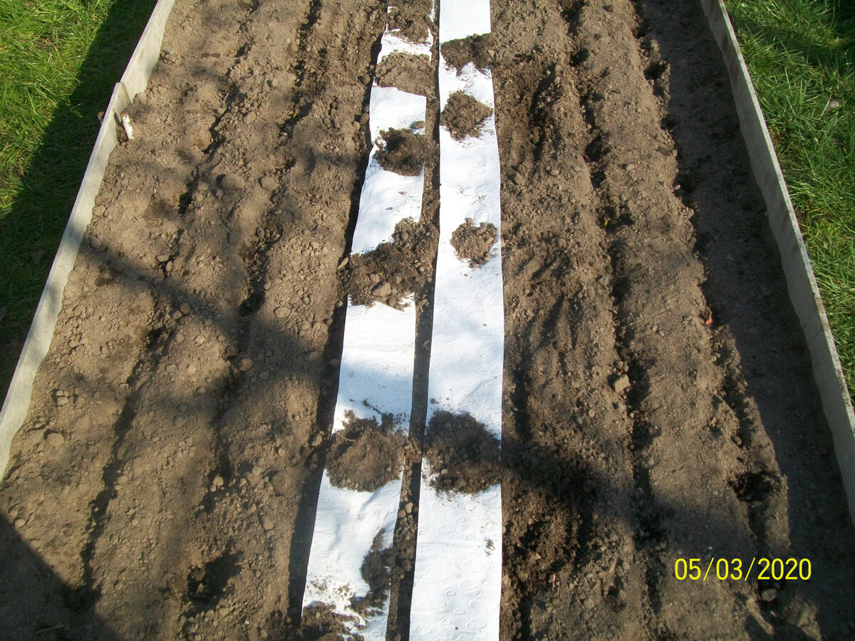 Сухие семена моркови, прямо из пакетика, наклеила на туалетную бумагу