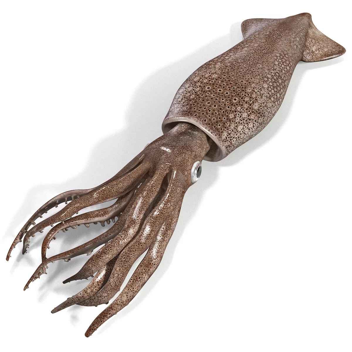 Squid (кальмар)