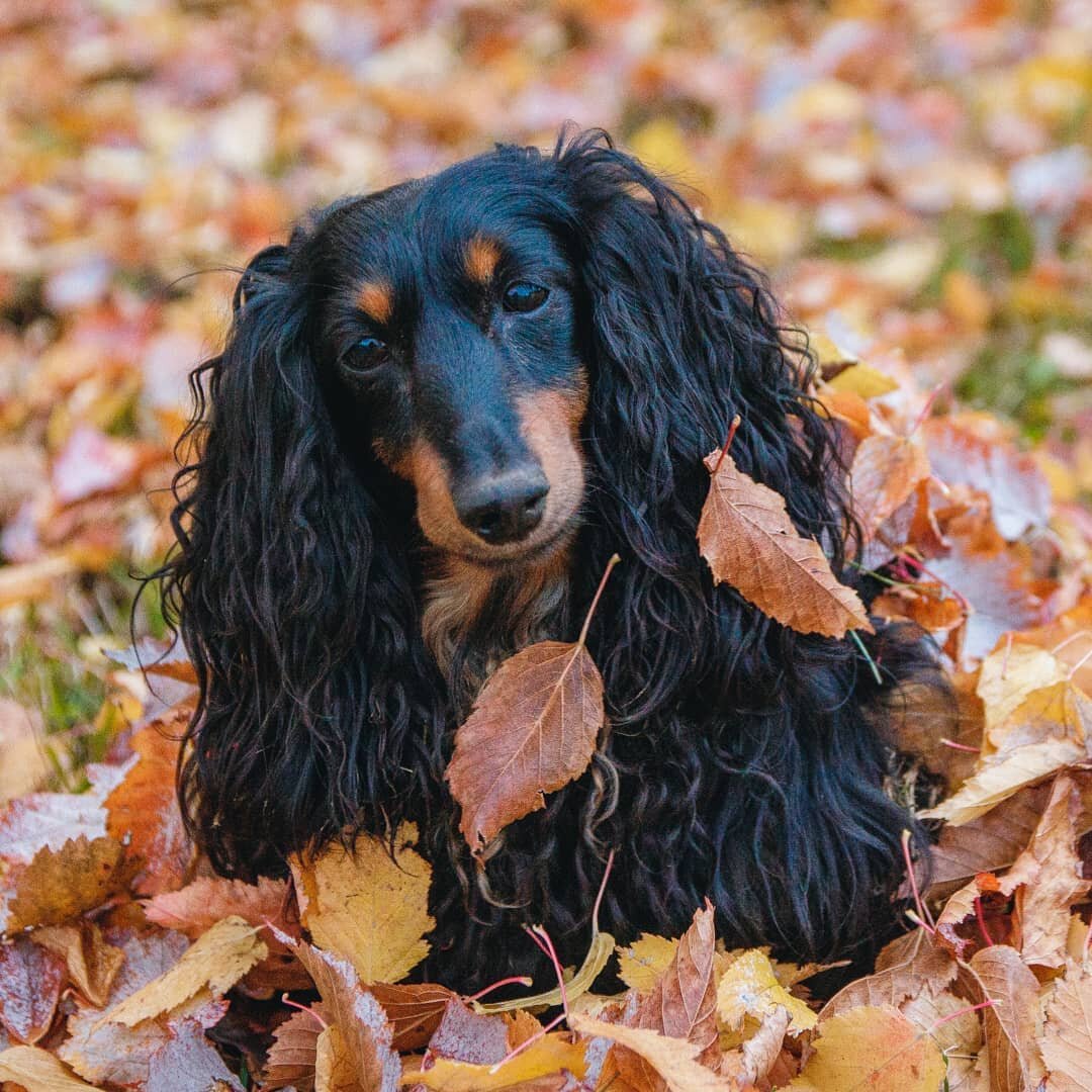 из хозяйского архива. Публикуется с ведома и разрешения собачки и её человека.