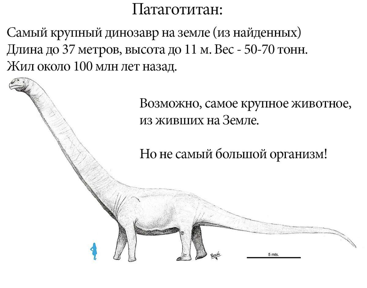Самый маленький динозавр компсогнат. Динопарк тираннозавр рекс. Какой 1 динозавр. Полярный аллозавр. Самый большой динозавр.