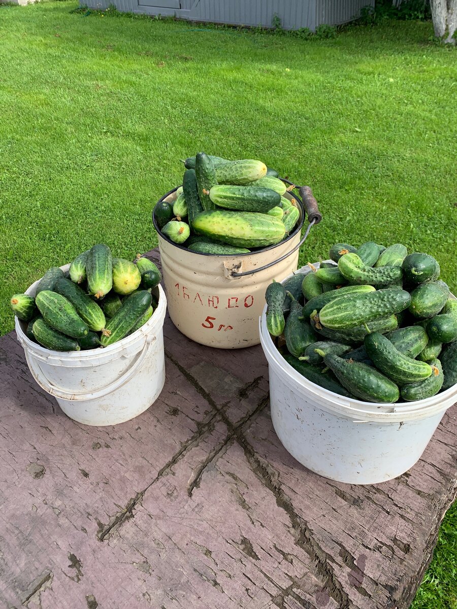 На фото 20кг,  1/7 всего урожая🔥